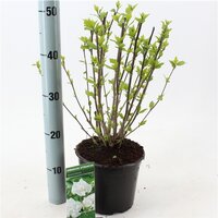 Hibiscus syriacus Admiral Dewey, pot 19 cm, h 70 cm - afbeelding 2
