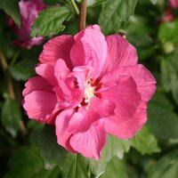 Hibiscus syr. 'Duc de Brabant', pot 19 cm, h 40 cm - afbeelding 3