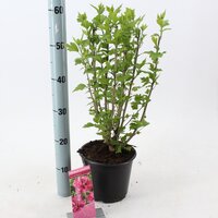 Hibiscus syr. 'Duc de Brabant', pot 19 cm, h 40 cm - afbeelding 2