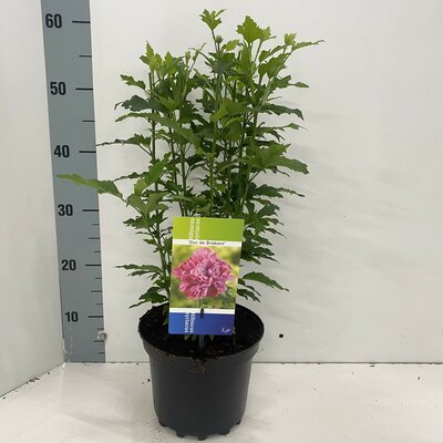 Hibiscus syr. 'Duc de Brabant', pot 19 cm, h 40 cm - afbeelding 1