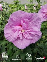 hibiscus syr o. lavender chiffon, pot 29, h 70 cm - afbeelding 2