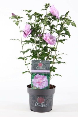 hibiscus syr o. lavender chiffon, pot 29, h 70 cm - afbeelding 1