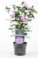 hibiscus syr o. lavender chiffon, pot 29, h 70 cm - afbeelding 1