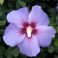 Hibiscus Syriacus Marina, p 19 cm, h 60 cm - afbeelding 4