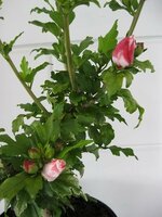 Hibiscus Syriacus Marina, p 19 cm, h 60 cm - afbeelding 2