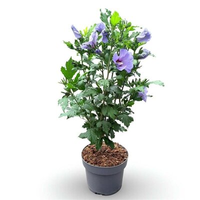 Hibiscus syriacus Mix kleuren, pot 19 cm, h 80 cm