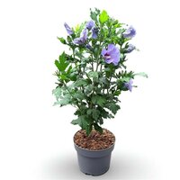 Hibiscus syriacus Mix kleuren, pot 19 cm, h 80 cm