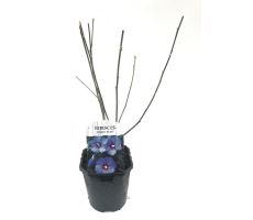 Hibiscus syriacus 'Oiseau Bleu' - afbeelding 2