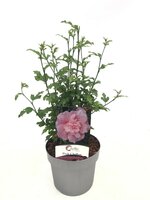Hibiscus syriacus Pink Chiffon, pot 19 cm, h 100 cm