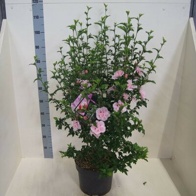 Hibiscus syriacus Pink Chiffon, pot 29 cm, h 100 cm