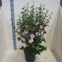 Hibiscus syriacus Pink Chiffon, pot 29 cm, h 100 cm
