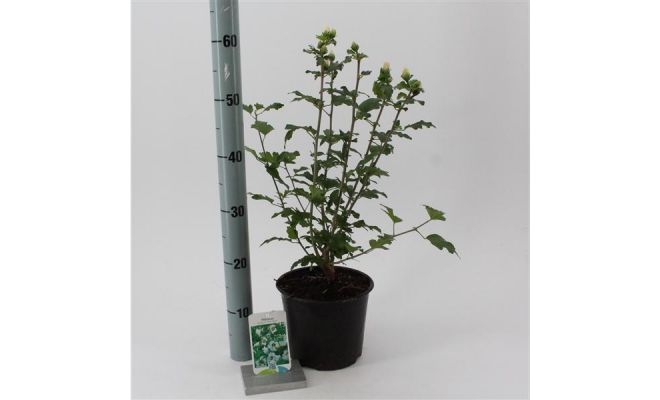 Hibiscus Syriacus Red Heart, pot 19 cm - afbeelding 1