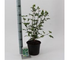 Hibiscus Syriacus Red Heart, pot 19 cm - afbeelding 3