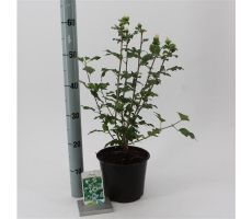 Hibiscus Syriacus Red Heart, pot 19 cm - afbeelding 1