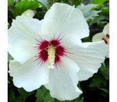 Hibiscus Syriacus Red Heart, pot 19 cm - afbeelding 3