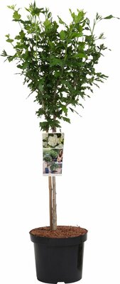 Hibiscus syriacus white chiffon, op stam, pot 26 cm, h 150 cm
