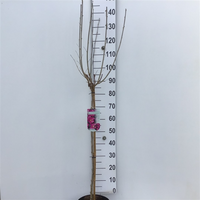 Hibiscus syriacus woodbridge, op stam, pot 26 cm, h 150 cm