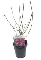 Hibiscus syriacus 'Woodbridge, pot 17 cm, h 60 cm