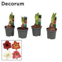 Hippeastrum op pot P12