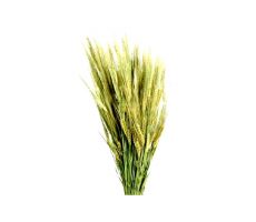 Hordeum in hoes naturel 200g - afbeelding 2