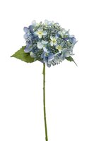 Hortensiasteel, 50 cm, lichtblauw