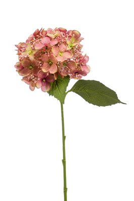 Hortensiasteel, 50 cm, oudroze