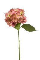 Hortensiasteel, 50 cm, oudroze