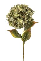 Hortensiasteel, 90 cm, groen