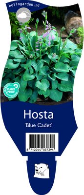 Hosta Blue Cadet P11