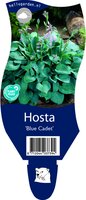 Hosta Blue Cadet P11