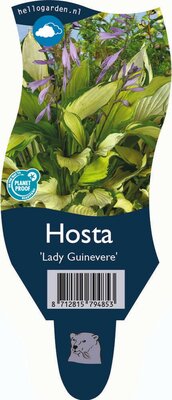 Hosta Lady Guineverre P11 - afbeelding 1