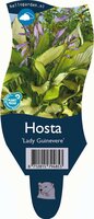 Hosta Lady Guineverre P11 - afbeelding 1