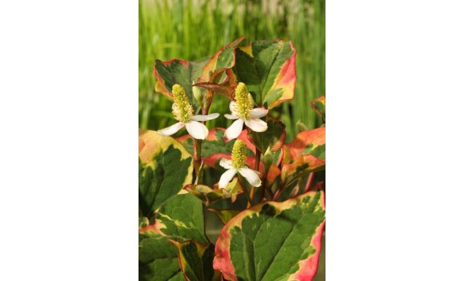 Houttuynia cordata 'Chameleon' P18 - afbeelding 1