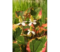 Houttuynia cordata 'Chameleon' P18 - afbeelding 2