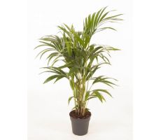 Howea Forsteriana (Kentiapalm), pot 19 cm, h 100 cm