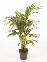 Howea Forsteriana(kentiapalm), pot 21 cm, h 120 cm