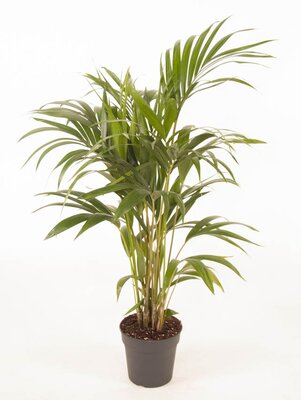 Howea Forsteriana(kentiapalm), pot 21 cm, h 120 cm