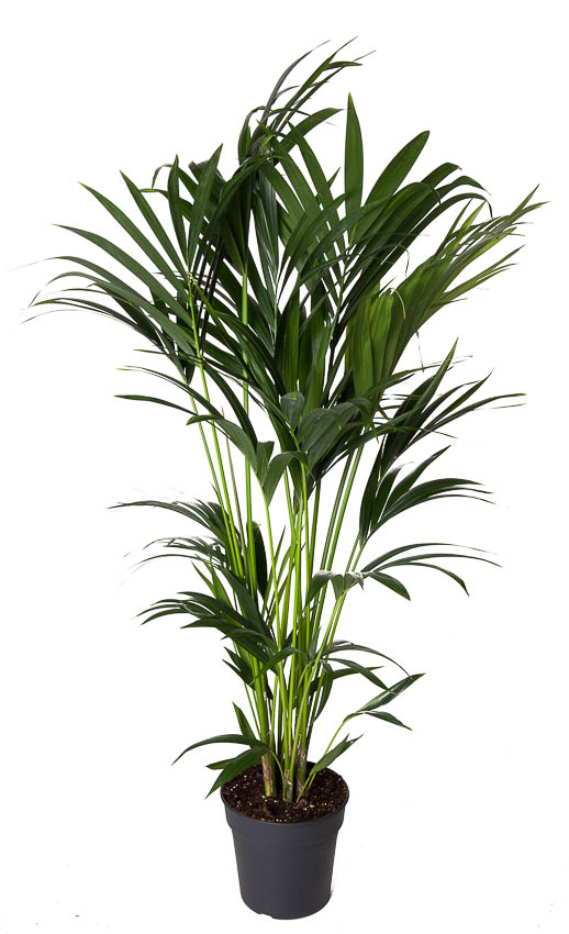 Howea Forsteriana (kentiapalm), pot 24 cm, h 140 cm