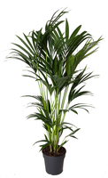 Howea Forsteriana (kentiapalm), pot 24 cm, h 140 cm