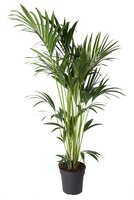 Howea Forsteriana(kentiapalm), pot 24 cm, h 150 cm