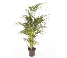 Howea Forsteriana (Kentiapalm), pot 24 cm, h 160 cm