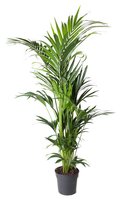 Howea Forsteriana, pot 24 cm, h 145 cm - afbeelding 1