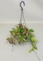 Hoya gracillis hangpot 14 cm