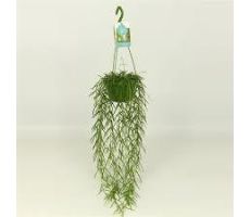Hoya Linearis (Wasbloem) (Hangplant), pot 14 cm, h 50 cm