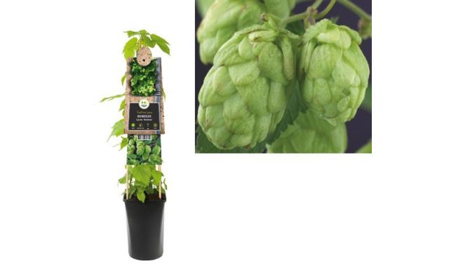 Humulus lupulus Nordbrau P16 3.0, klimplant in pot - afbeelding 1