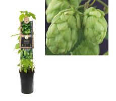 Humulus lupulus Nordbrau P16 3.0, klimplant in pot - afbeelding 1