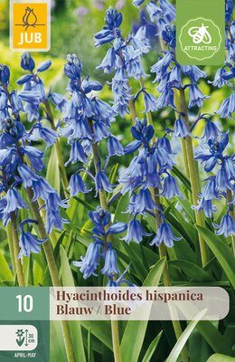 Hyacinthoides hisp. Blauw, 10 stuks