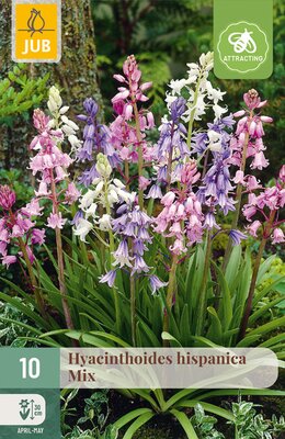Hyacinthoides hisp. Mix, 10 stuks