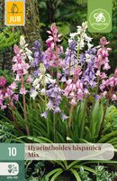 Hyacinthoides hisp. Mix, 10 stuks