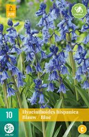Hyacinthoides hispanica blauw 10 stuks